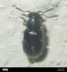 Attēlu rezultāti vaicājumam “Korynetes caeruleus”