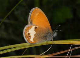 Attēlu rezultāti vaicājumam “Coenonympha arcania underside”