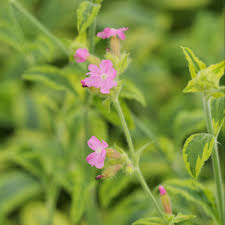 Attēlu rezultāti vaicājumam “Silene dioica flower”