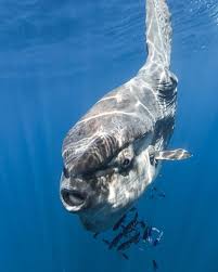 Image result for Mola mola