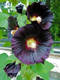 Image result for Alcea rosea nigra