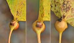 Attēlu rezultāti vaicājumam “Contarinia petioli”