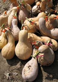 Attēlu rezultāti vaicājumam “Cucurbitaceae”