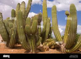 Image result for Cactaceae