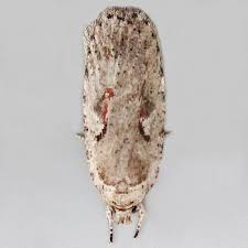 Attēlu rezultāti vaicājumam “Agonopterix ocellana”