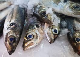 Image result for Trachurus trachurus