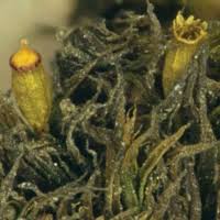 Attēlu rezultāti vaicājumam “Orthotrichum diaphanum sporophyte”
