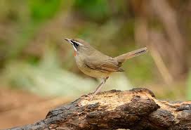 Image result for Luscinia calliope