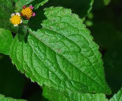 Attēlu rezultāti vaicājumam “Galinsoga quadriradiata leaf”
