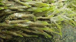 Attēlu rezultāti vaicājumam “Hymenostylium recurvirostrum macro”