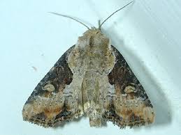 Attēlu rezultāti vaicājumam “Apamea ophiogramma”