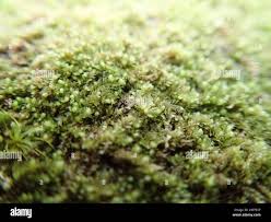 Attēlu rezultāti vaicājumam “Lophozia ventricosa”