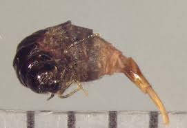 Attēlu rezultāti vaicājumam “Psychidae”