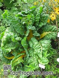 Image result for Beta vulgaris