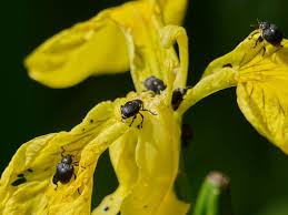 Attēlu rezultāti vaicājumam “Mononychus punctumalbum”
