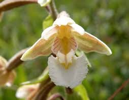 Attēlu rezultāti vaicājumam “Epipactis palustris flower”