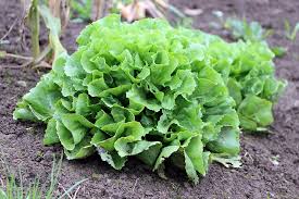Image result for Pflücksalat