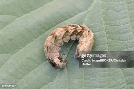 Attēlu rezultāti vaicājumam “Thyatira batis larva”