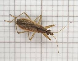 Attēlu rezultāti vaicājumam “Nabidae”