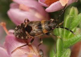 Attēlu rezultāti vaicājumam “Scolopostethus thomsoni”