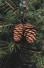 Attēlu rezultāti vaicājumam “Picea”