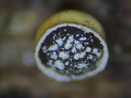 Attēlu rezultāti vaicājumam “Craterium minutum macro”