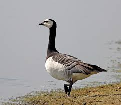 Attēlu rezultāti vaicājumam “Branta leucopsis adult”