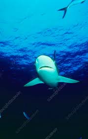 Image result for Carcharhinus falciformis