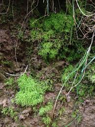 Attēlu rezultāti vaicājumam “Pohlia wahlenbergii var. calcarea”