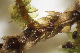 Attēlu rezultāti vaicājumam “Antitrichia curtipendula macro”