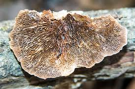 Attēlu rezultāti vaicājumam “Polypores”