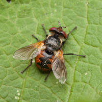 Attēlu rezultāti vaicājumam “Gymnosoma sp.”