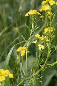 Attēlu rezultāti vaicājumam “Bunias orientalis bud”