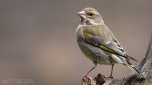 Attēlu rezultāti vaicājumam “Chloris chloris”