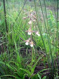 Attēlu rezultāti vaicājumam “Epipactis palustris bud”