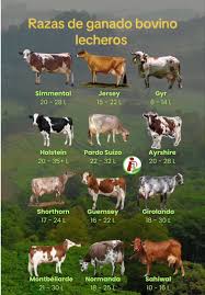 Image result for ganado bovino