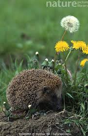 Attēlu rezultāti vaicājumam “Erinaceus sp.”