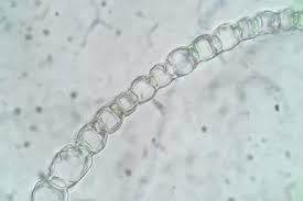 Attēlu rezultāti vaicājumam “Sphagnum subsecundum”