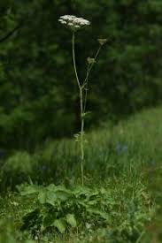 Attēlu rezultāti vaicājumam “Laserpitium pruthenicum”