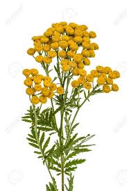 Image result for Tanacetum vulgare