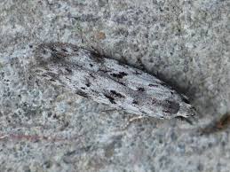 Attēlu rezultāti vaicājumam “Carpatolechia proximella”