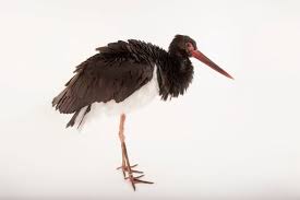 Attēlu rezultāti vaicājumam “Ciconia nigra”