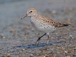 Attēlu rezultāti vaicājumam “Calidris”