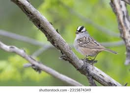 Image result for Zonotrichia leucophrys