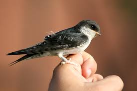 Attēlu rezultāti vaicājumam “Delichon urbicum juvenile”