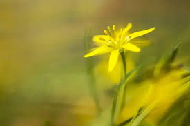 Attēlu rezultāti vaicājumam “Gagea pratensis”