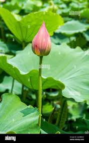 Attēlu rezultāti vaicājumam “Lotus sp. bud”