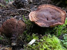 Attēlu rezultāti vaicājumam “Hydnellum ferrugineum”