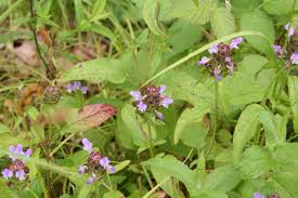 Attēlu rezultāti vaicājumam “Prunella vulgaris flower”
