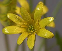 Attēlu rezultāti vaicājumam “Ficaria verna”